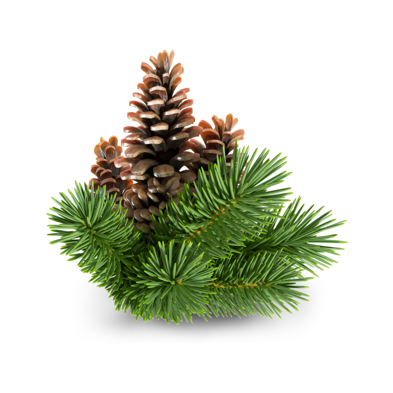 Siberian Fir